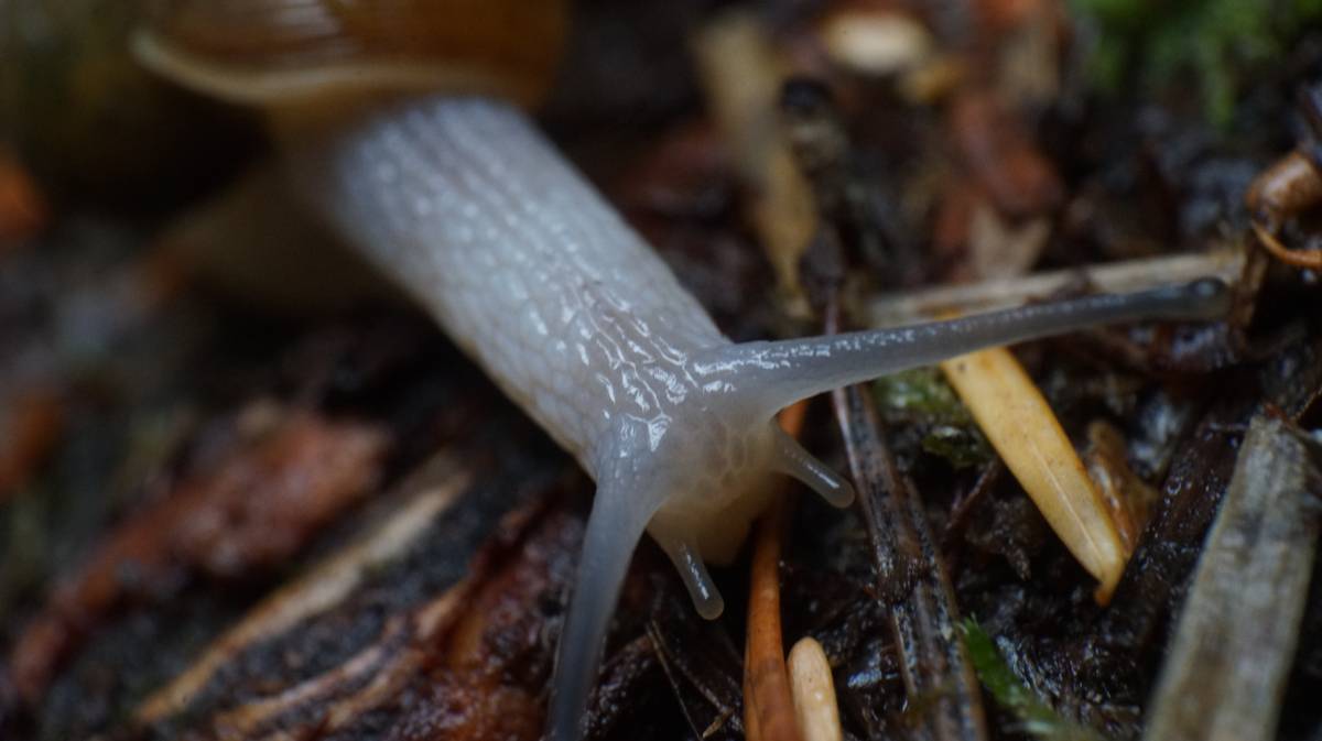 a snail close up