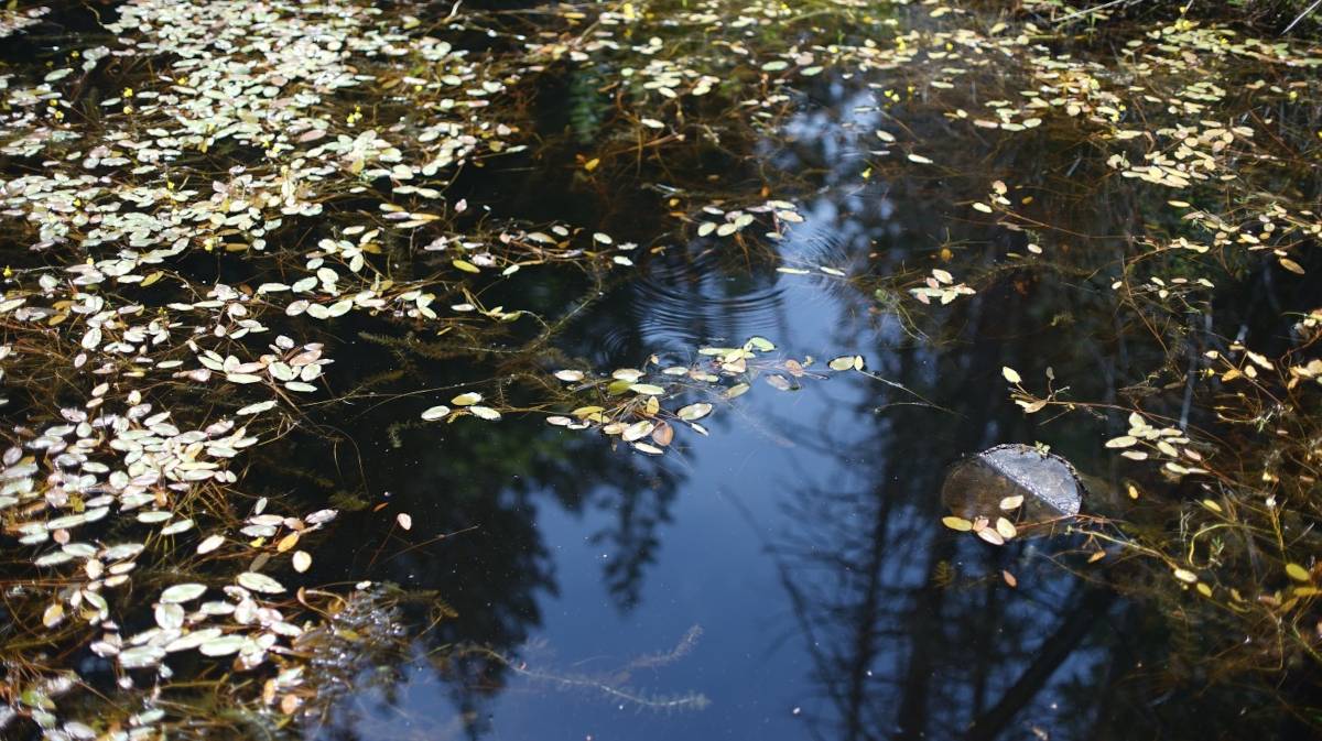 close up photo of wetlands on the setchel peninsula