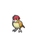 Pidgeotto