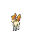 Ponyta