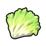 Lettuce