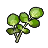 Watercress
