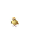 Pidgey