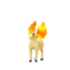 Ponyta