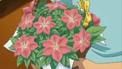 A bouquet of Gracideas