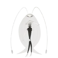 Pheromosa