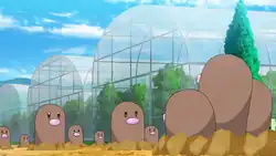 Laxton's Diglett (multiple)