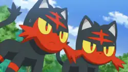 Nyabiko's Litten