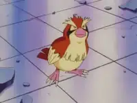 Pidgey's yellow eyes