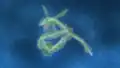 Rayquaza constellation