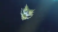 Sayo's Jolteon