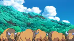Sima's Tauros (multiple)