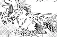 Tsubasa's Pidgeot