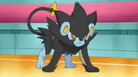 Volkner's Luxray