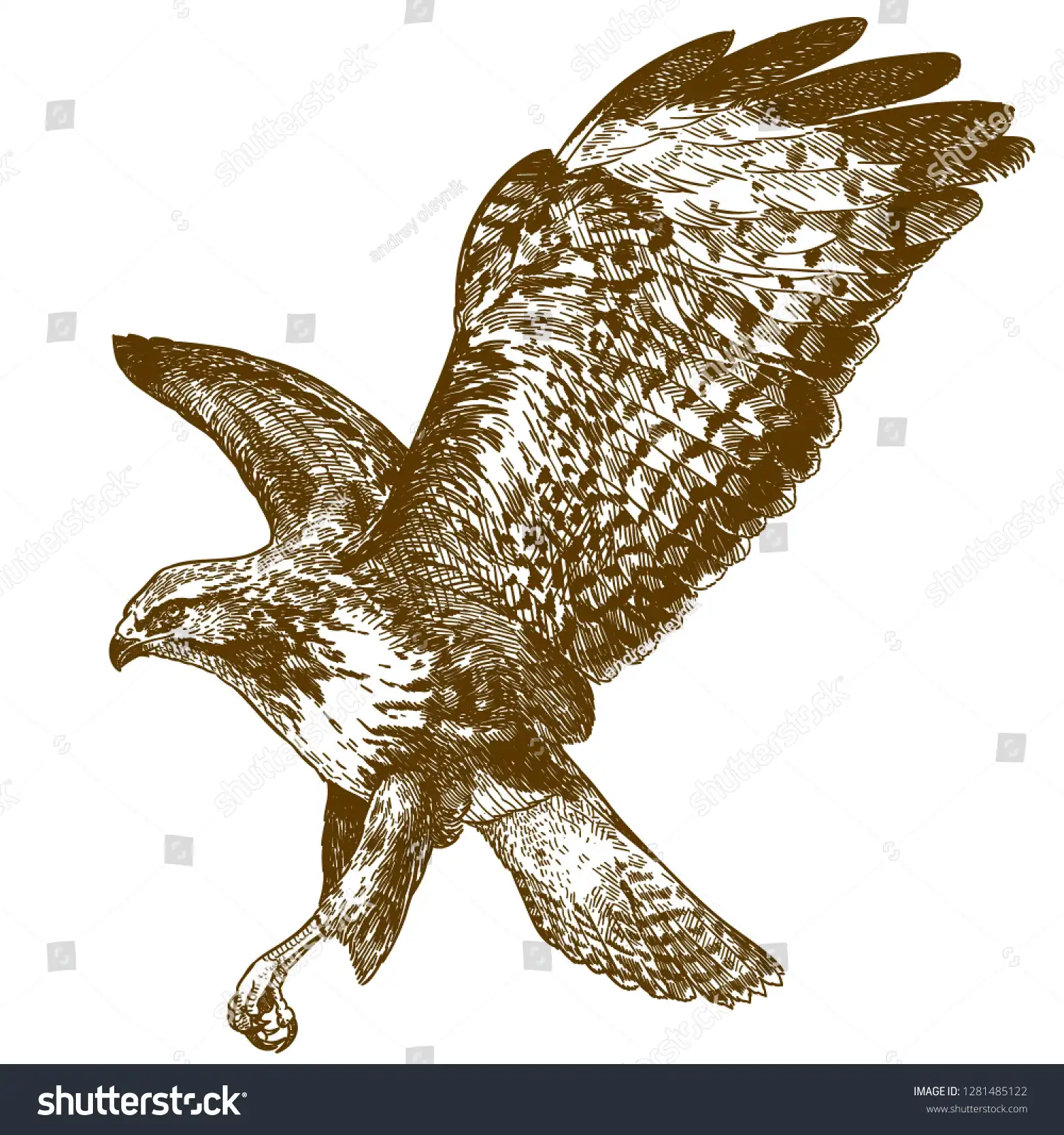stock-vector-vector-antique-engraving-drawing-illustration-of-buzzard-bird-isolated-on-white-background-1281485122.jpg