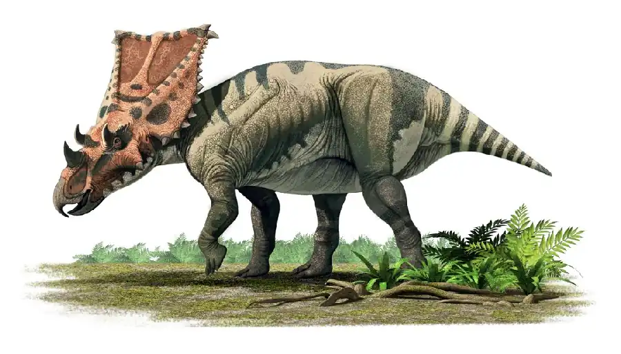 Chasmosaurus_belli_web_0740.jpg
