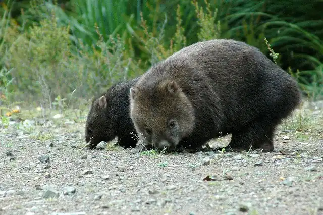 wombat.jpg