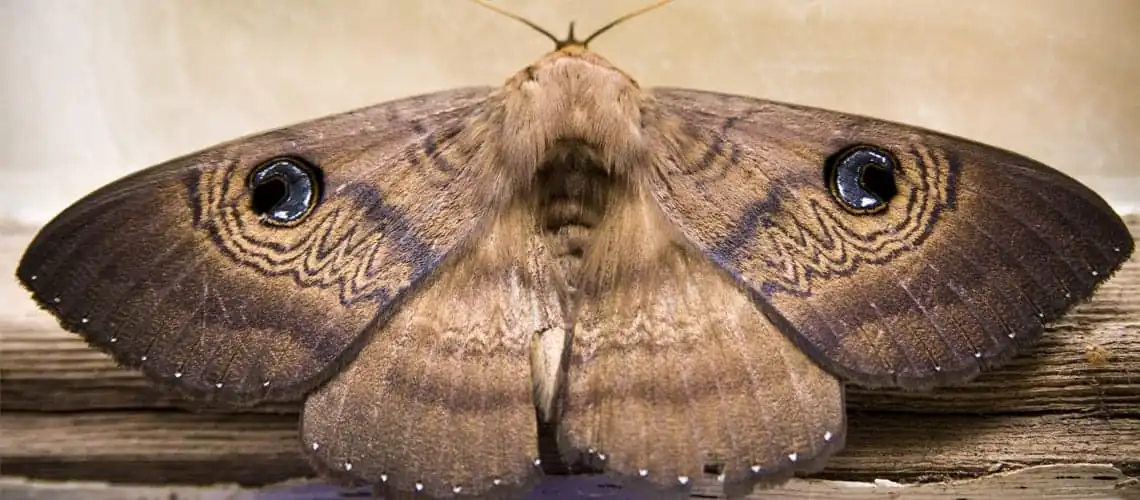 moth1.jpg