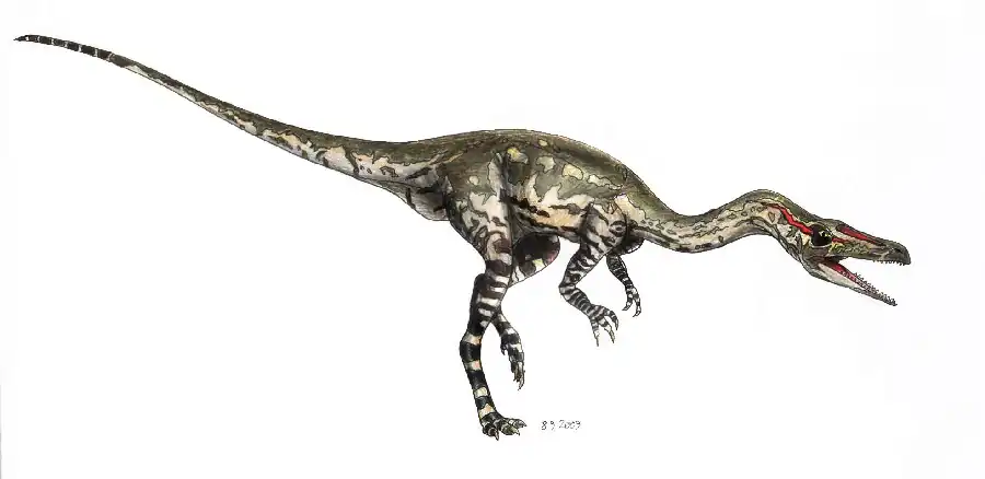 Coelophysis_05ec.jpg