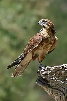 220px-Brown-Falcon%2C-Vic%2C-3.1.2008.jpg