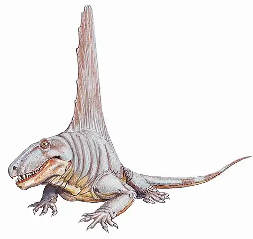 509px-Dimetrodon_angelensisDB.jpg