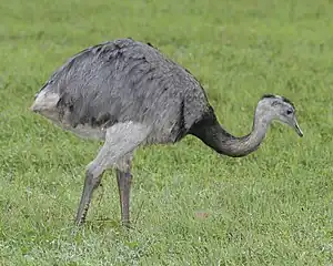 300px-Greater_Rhea_%28Rhea_americana%29_-Argentina-8.jpg