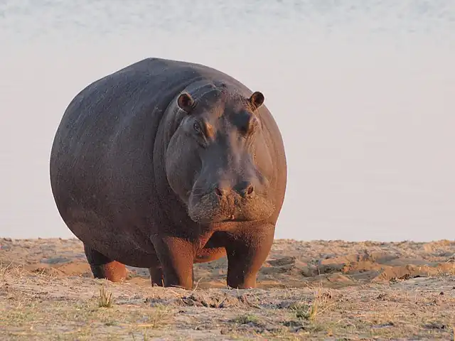640px-Hippo_at_dawn.jpg