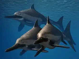 330px-Ichthyosaurus_anningae_trio_NT_small.jpg