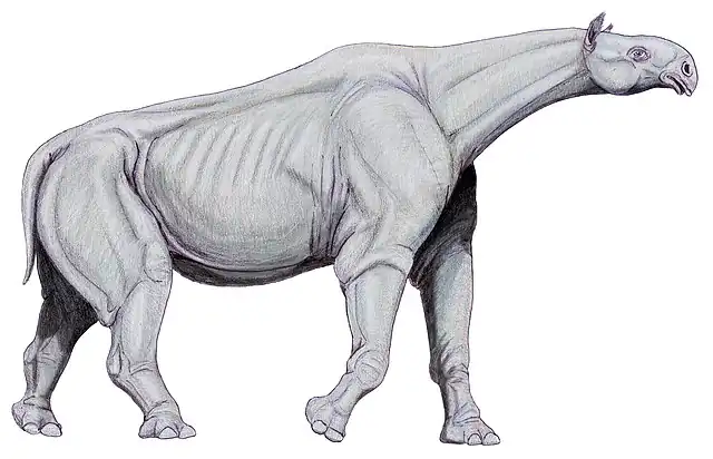 640px-Indricotherium11.jpg