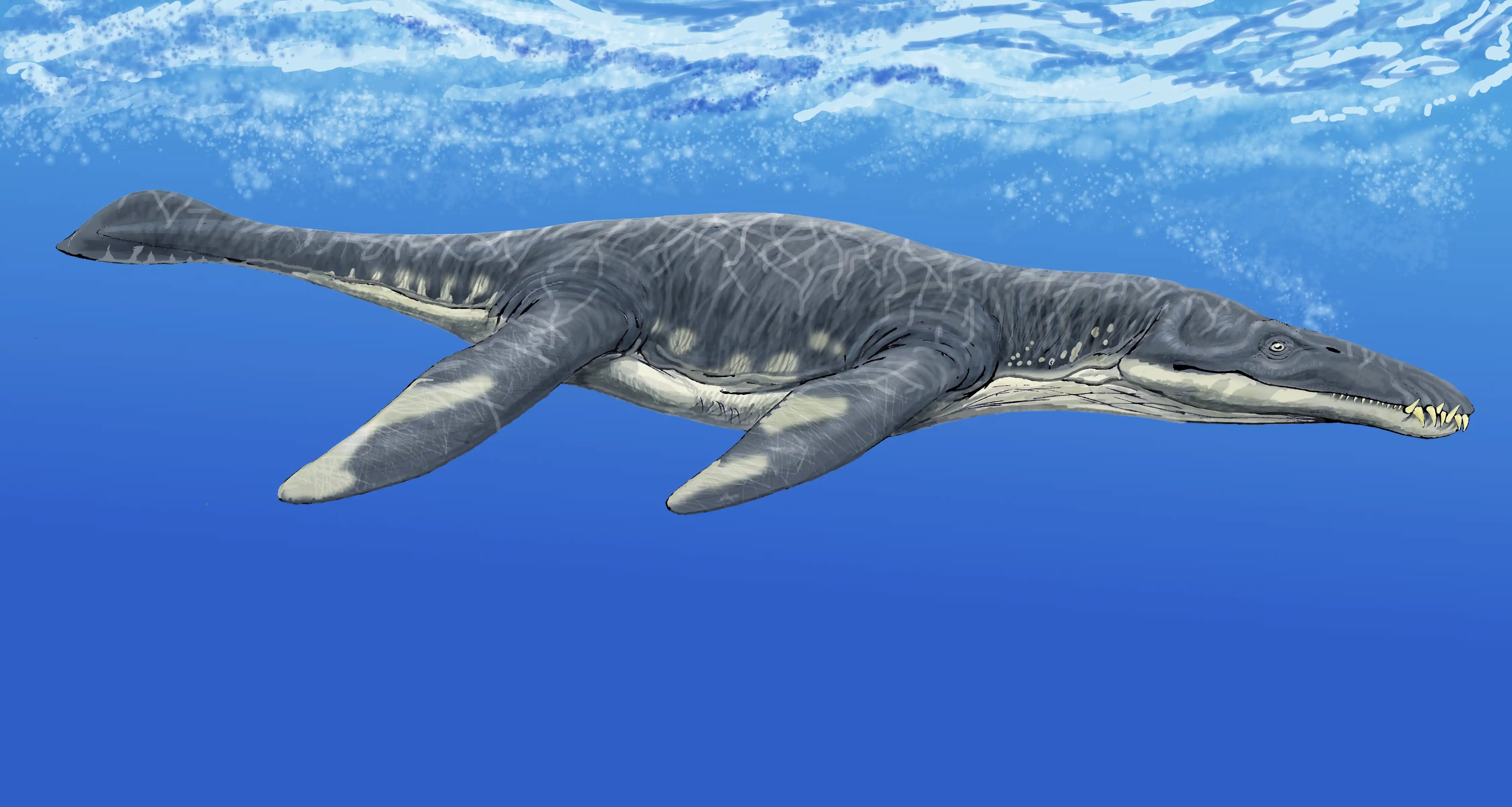 Liopleurodon_after_Tarlo.jpg