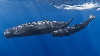 320px-Mother_and_baby_sperm_whale.jpg
