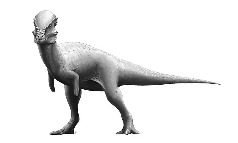800px-Pachycephalosaurus_Reconstruction.jpg