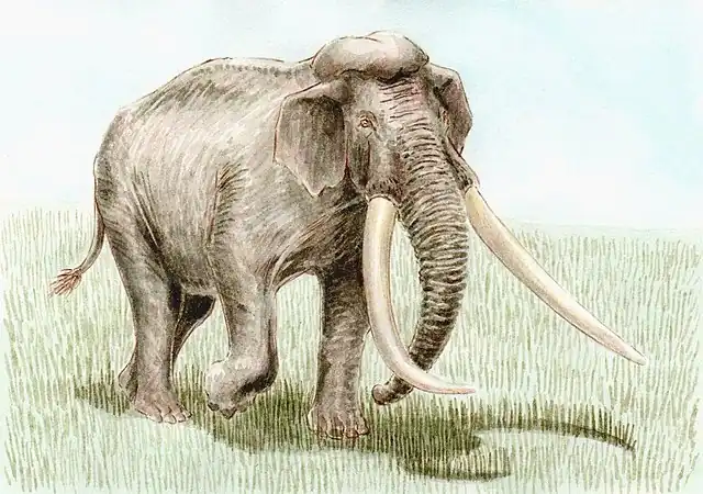 640px-Palaeoloxodon_namadicus-bpk.jpg