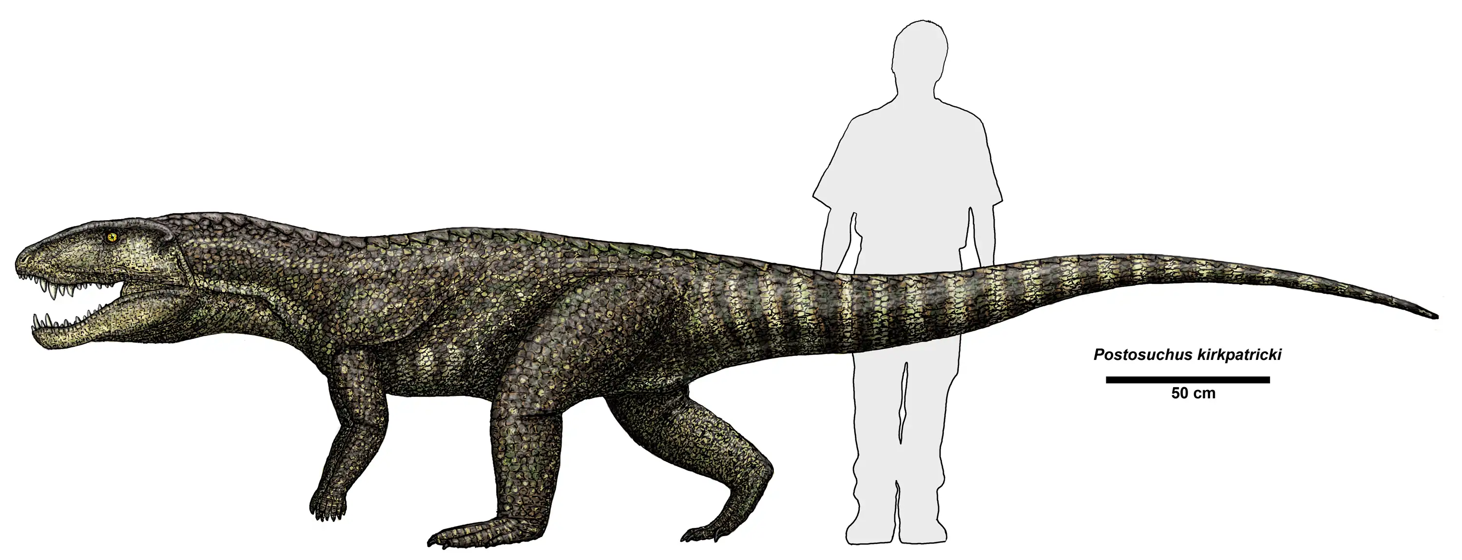 Postosuchus_kirkpatricki.jpg