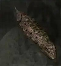 Tsuchinoko.jpg