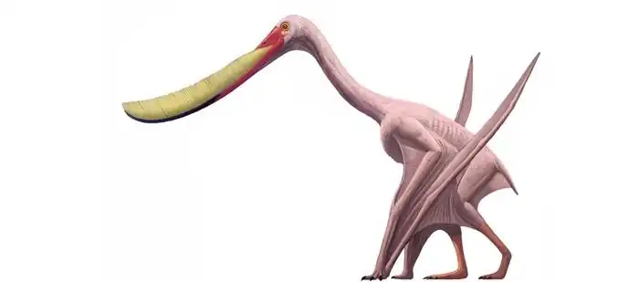 pterodaustro-700.309_e34c.jpg