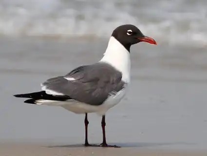 laughing_gull_breeding_adult_ian_davies3.jpg