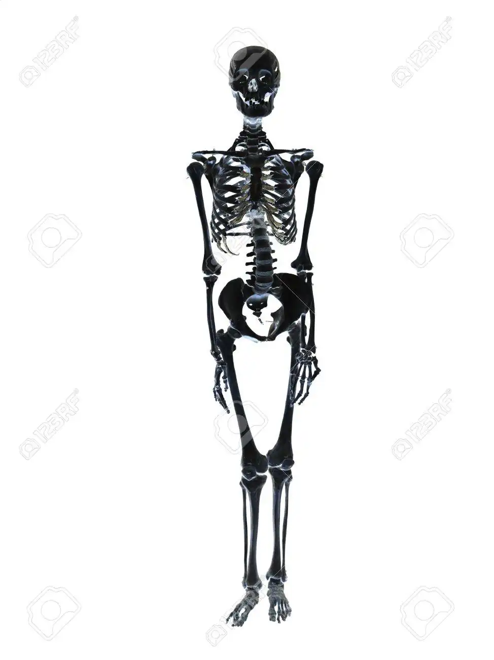 4836949-black-skeleton-towards-white-background.jpg