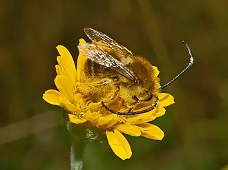 Apidae - Eucera sp. (male).JPG