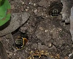 Synhalonia nest 1.jpg