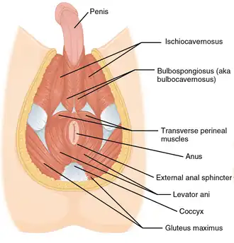 Muscles of the male perineum