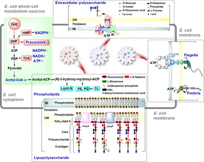 OM of E. coli is important in the cell morphology, division, and stress adaptations[12]