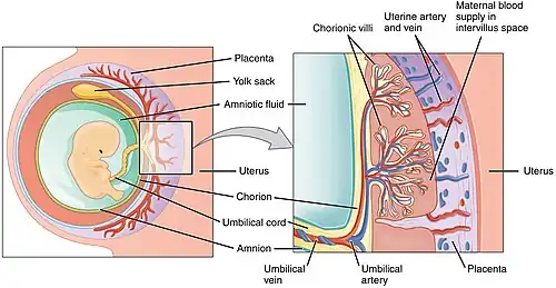 Schematic view of the placenta