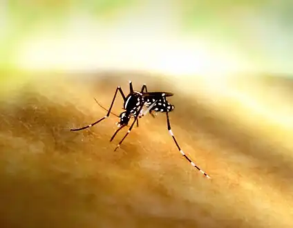 Bite by Aedes mosquito(species can transmit multiple diseases)