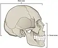 Facial bones and neurocranium (labeled as "Brain case").