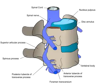 The nerve and bone components of the vertebrae