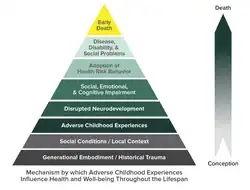 Pyramid with horizontal layers representing, in ascending order, Adverse Childhood Experiences; Social, Emotional, and Cognitive Impairment; Adoption of Health-risk Behaviors; Disease, Disability, and Social Problems; and Early Death. A vertical arrow represents the course of life beginning at the base and moving upward. Smaller arrows depict gaps in scientific knowledge about the links between Adverse Childhood Experiences and latter risk factors.