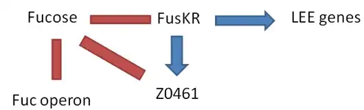 Activation of LEE genes ( ↓ [fucose] )