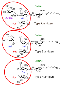 There are three basic variants of immunoglobulin antigens in humans that share a very similar chemical structure but are distinctly different. Red circles show where there are differences in chemical structure in the antigen-binding site (sometimes called the antibody-combining site) of human immunoglobulin. Notice the O-type antigen does not have a binding site.