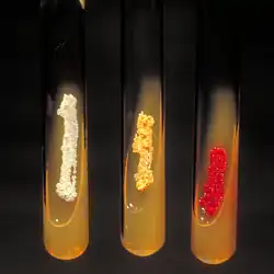 Three tubes with agar set on an angle have bacterial colonies streaked onto their surface. The bacterial colonies are differently coloured; the Micromonospora colonies are red in colour.